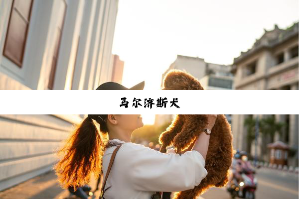 马尔济斯犬