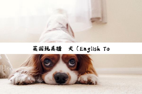 英国玩具猎鹬犬（English Toy Spaniel）