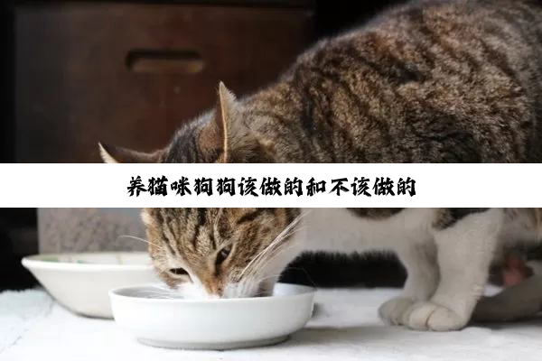 养猫咪狗狗该做的和不该做的