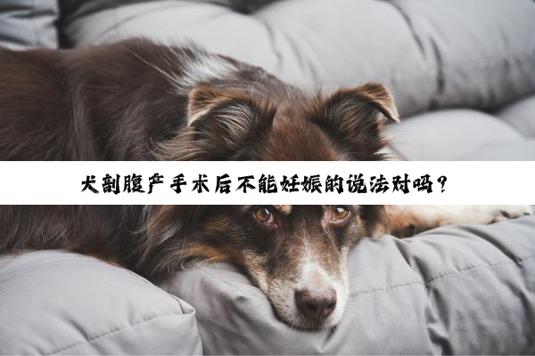 犬剖腹产手术后不能妊娠的说法对吗？