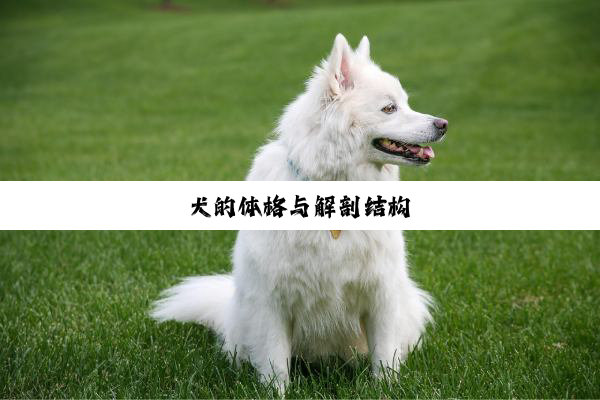犬的体格与解剖结构