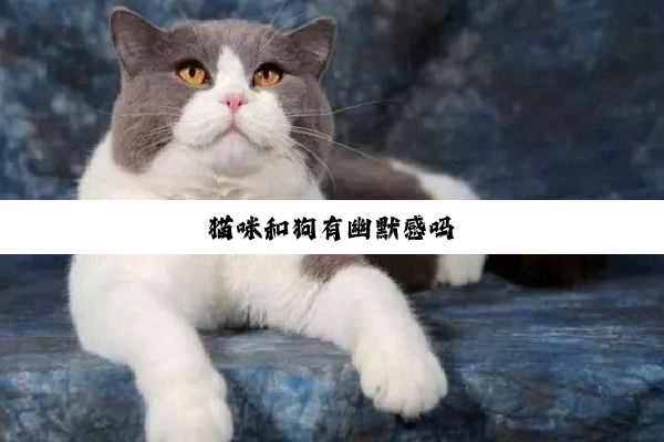 猫咪和狗有幽默感吗