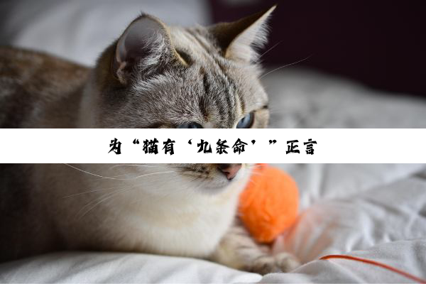 为“猫有‘九条命’”正言
