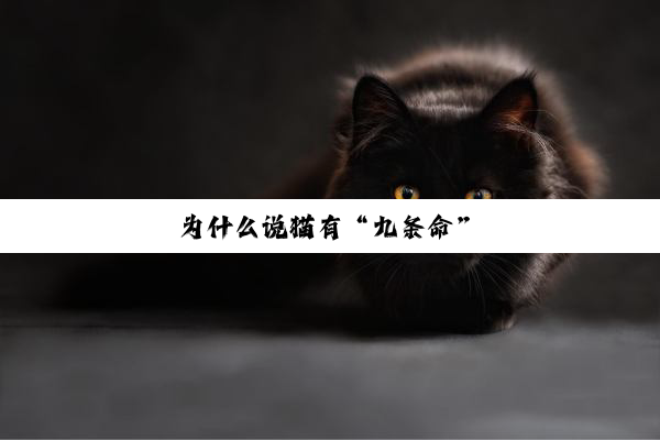 为什么说猫有“九条命”
