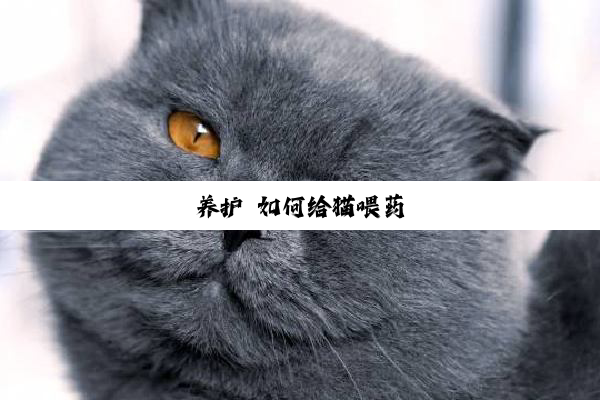 养护 如何给猫喂药