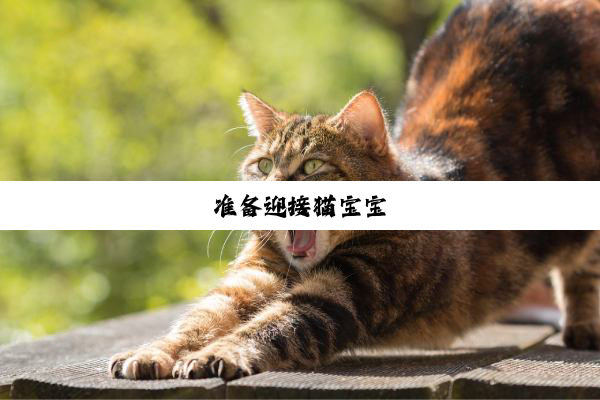 准备迎接猫宝宝
