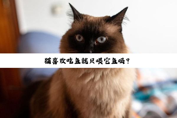 猫喜欢吃鱼就只喂它鱼吗？