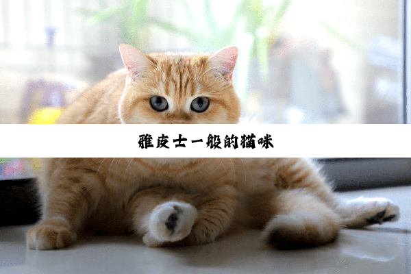 雅皮士一般的猫咪