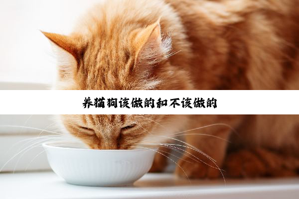 养猫狗该做的和不该做的