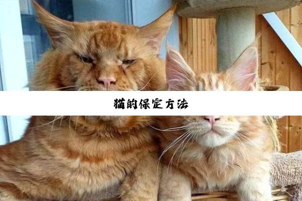 猫的保定方法