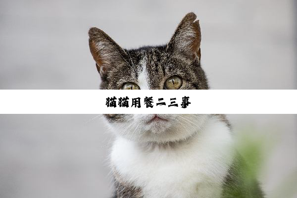 猫猫用餐二三事