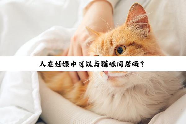 人在妊娠中可以与猫咪同居吗？