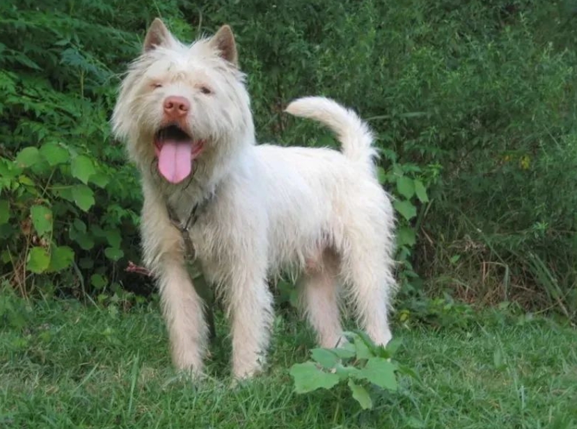 下司犬打猎怎么训练?