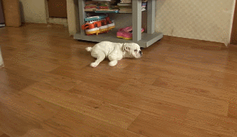 41af305e1b3a44179214d7af4dc77df2.gif