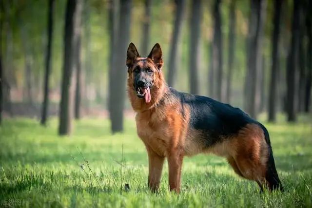 德牧犬、东德犬、马犬、昆明犬相比,哪个最适合家养?