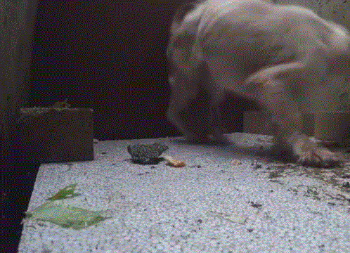 2025de763a1a4214950dbf2fe4a4c24e.gif
