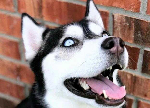 狗狗品种介绍：哈士奇品种简介