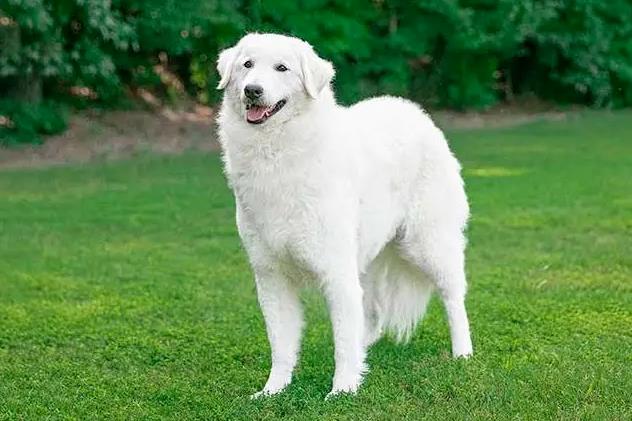 狗狗品种简介：库瓦兹犬介绍