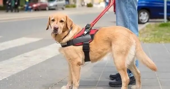 导盲犬一般是什么品种?导盲犬可以进入公共场所吗?