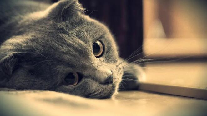 如何治疗猫癣？猫癣会传染给人吗？