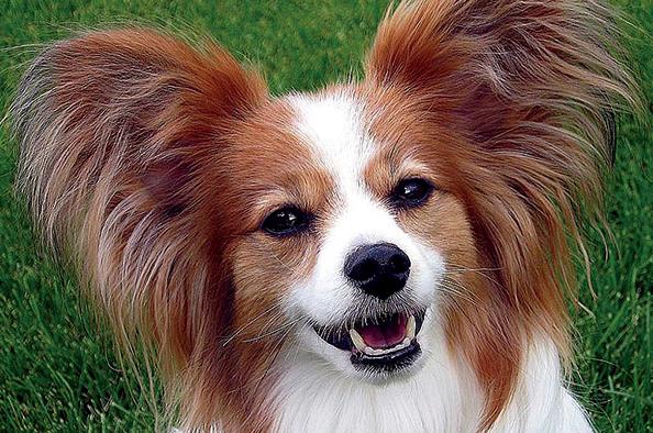 蝴蝶犬品种简介