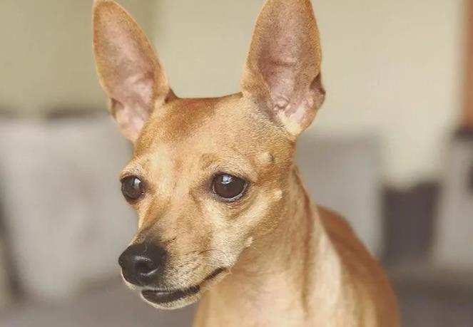 小鹿犬品种简介