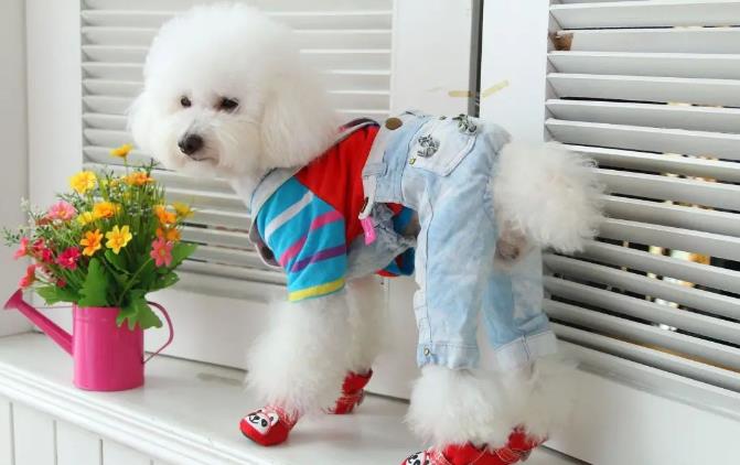 贵宾犬品种简介