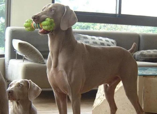 狗狗品种简介：威玛猎犬介绍