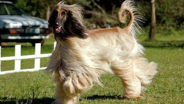 阿富汗猎犬是什么犬？（阿富汗猎犬品种简介）