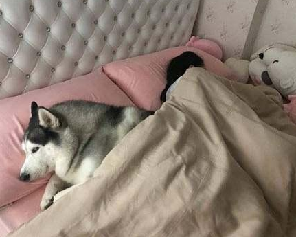 为什么狗老是喜欢上主人的床