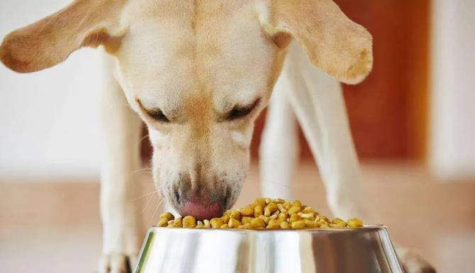拉布拉多犬要怎么训练？（拉布拉多犬训练方法）