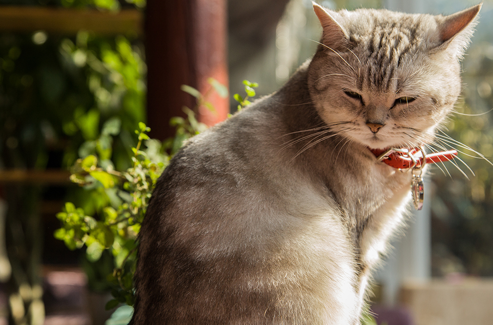 猫咪打了猫鼻支一直不见好是什么情况