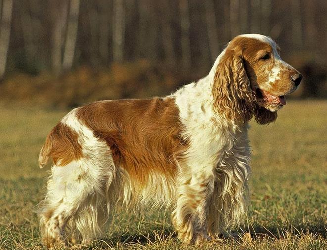 美国可卡犬品种简介