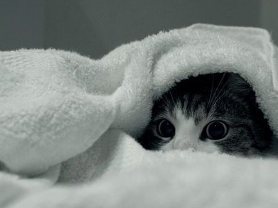 这样教你猫游泳