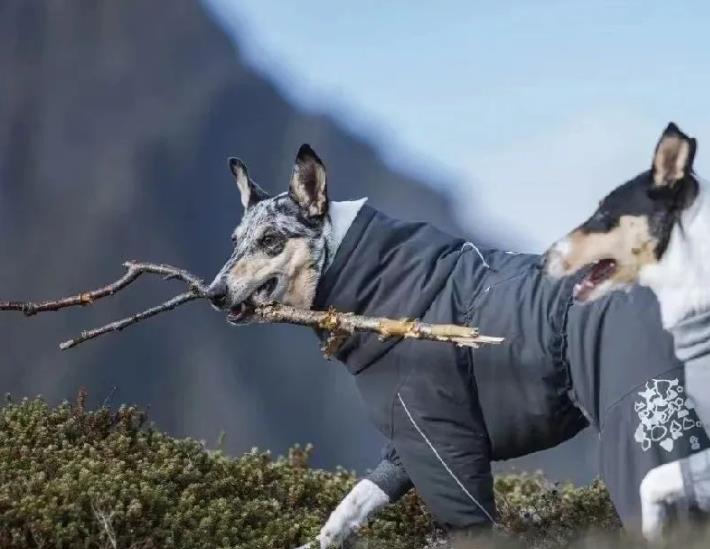 柯利犬品种介绍