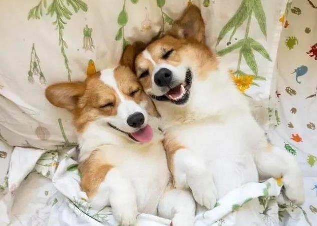 如何解决柯基犬掉毛严重问题？