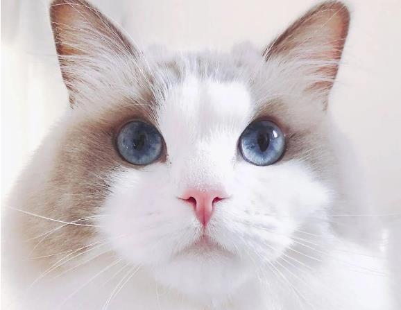 猫咪品种简介:布偶猫介绍