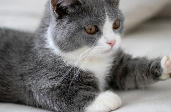 为什么不能养矮脚猫?