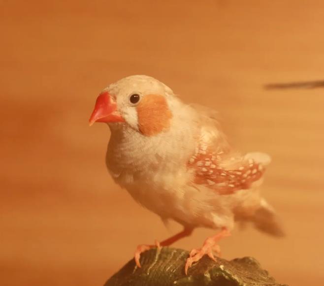 如何正确饲养珍珠鸟？(珍珠鸟的饲养攻略)