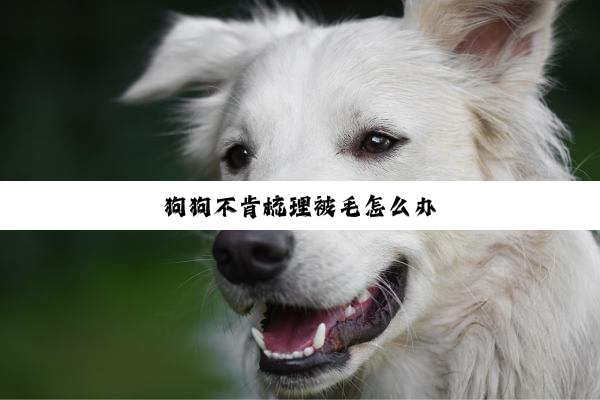 狗狗不肯梳理被毛怎么办