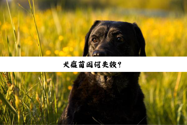 犬疫苗因何失效？