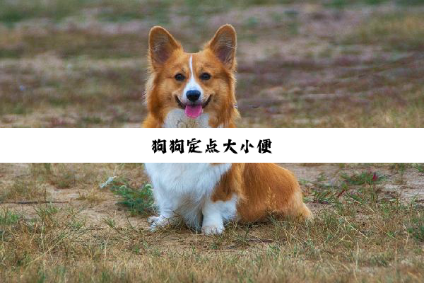 狗狗定点大小便