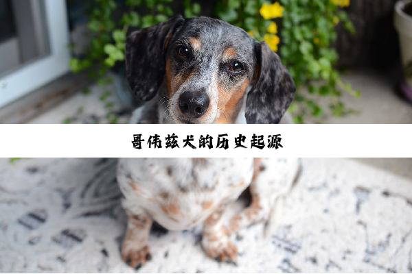 哥伟兹犬的历史起源
