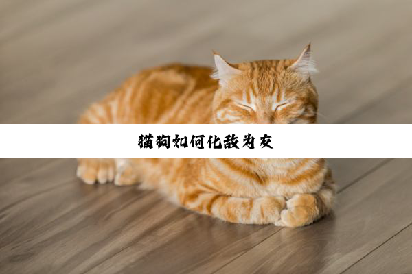 猫狗如何化敌为友