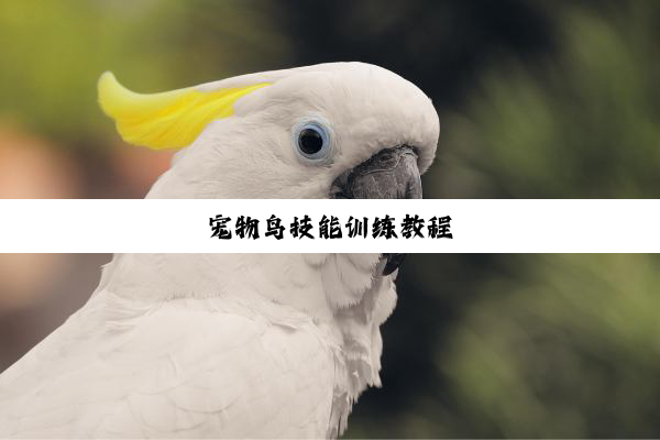 宠物鸟技能训练教程