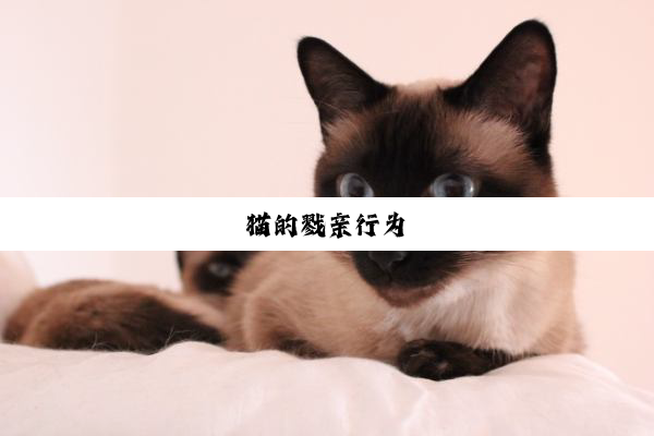 猫的戮亲行为