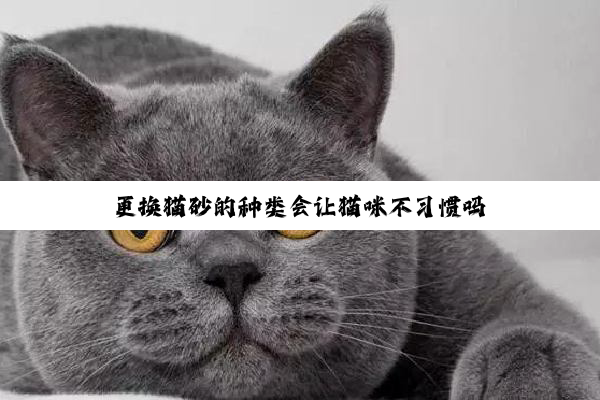 更换猫砂的种类会让猫咪不习惯吗