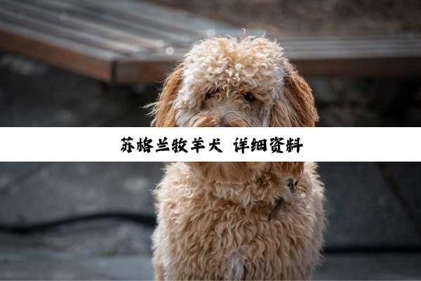 苏格兰牧羊犬 详细资料