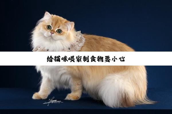 给猫咪喂家制食物要小心