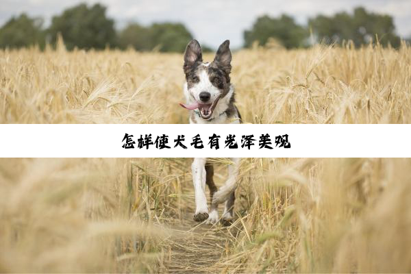 怎样使犬毛有光泽美观